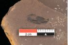 Foto (Detailansicht) von Pinus latoniae Ettingshausen (NHMW-GEO-2024-0188-0337a)